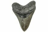 Serrated, Fossil Megalodon Tooth - South Carolina #310019-1